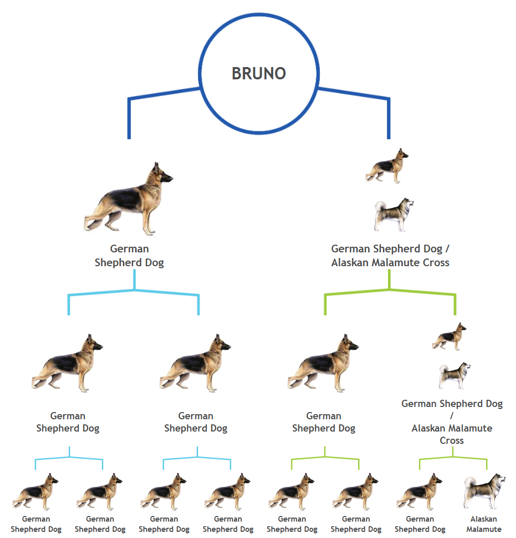canine family tree chart