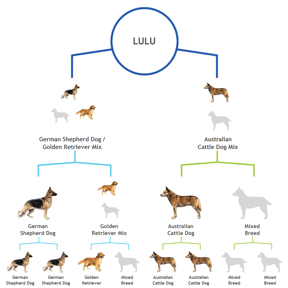 Dog Breed Lineage Chart
