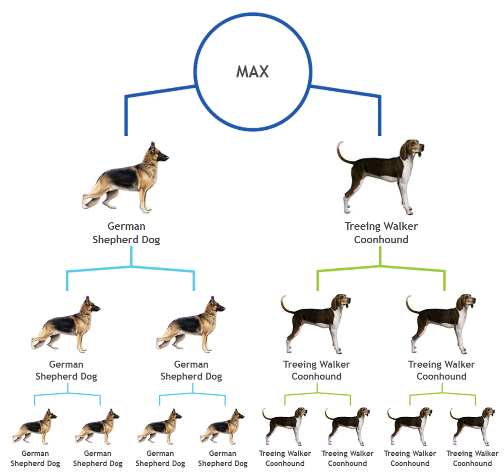 Coonhound Weight Chart