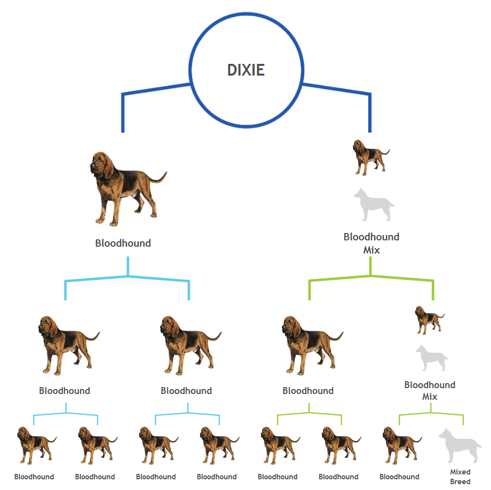 Bloodhound Size Chart
