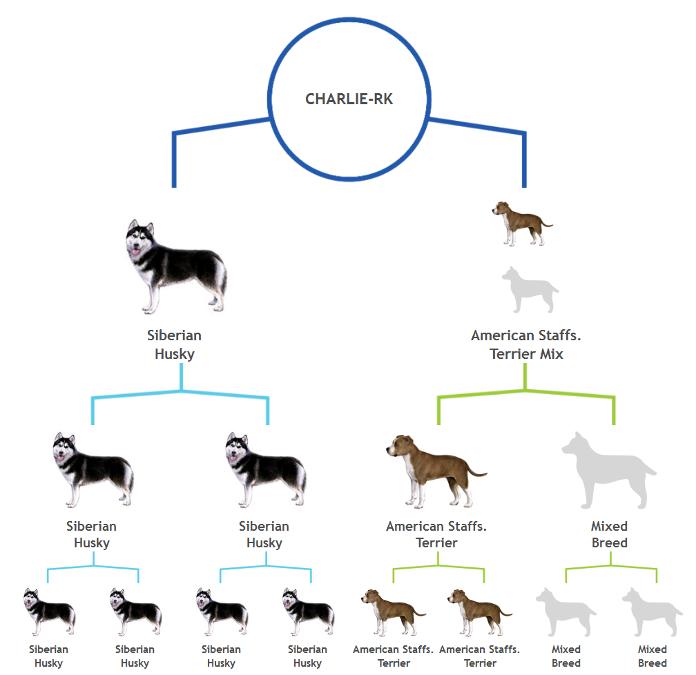 American staffordshire terrier 2024 siberian husky mix